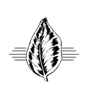 Maranta Copy Co. logo