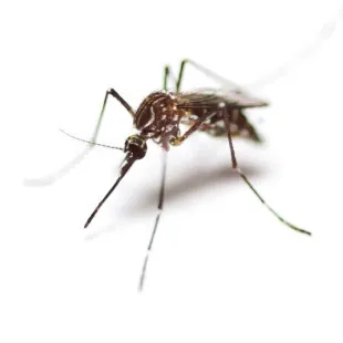 New Tech Pest Control - Pest Control Services in Brentwood, CA