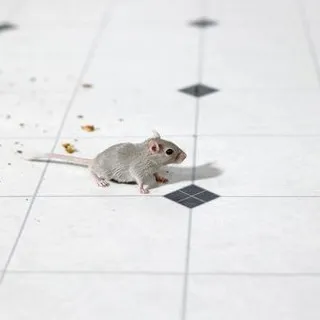 Patrick's Pest Control - Pest Control Services in Sugarcreek, OH
