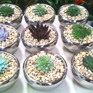Plantscapers Inc logo