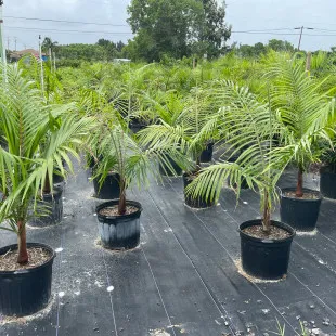 Premier Growers, Inc - Landscape Design in Saint James City, FL