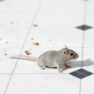 Pride's Pest Control LLC - Pest Control Services in Ruther Glen, VA