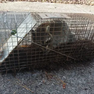 Read Wildlife Removal - Pest Control Services in Silver Creek, GA