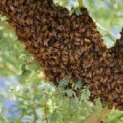 Rush Termite & Pest Control - Pest Control Services in Los Angeles County, CA