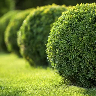 Schroeder Lawn Care LLC logo