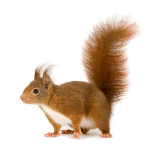 Security Squirrel & Bat Removal Services logo