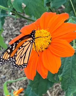 Simply Native Plants, LLC - Landscape Design in Hot Springs, NC