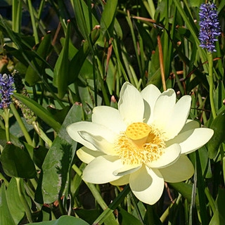 Tallgrass Restoration, LLC logo
