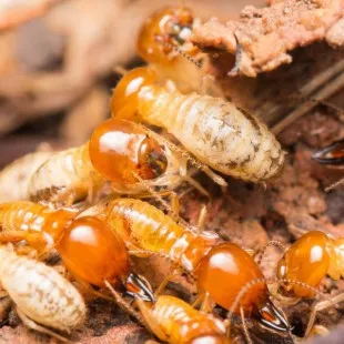 Tally Termite Exterminator logo