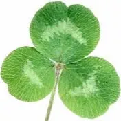 The Irish Lady logo