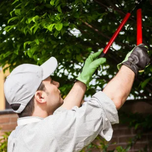 Torches Tree Service logo