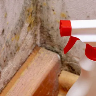 Track Town Mold Experts - Professional Home Organizers in Springfield, OR