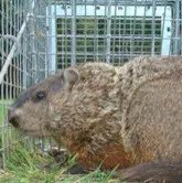 Trapper Joe's Nuisance Wildlife Control logo