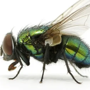 Warzone Pest Control logo