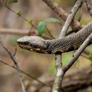 Woodside Wildlife Control Experts - Professional Home Organizers in Bostic, NC