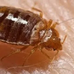 Xceptional Bed Bug Removal logo
