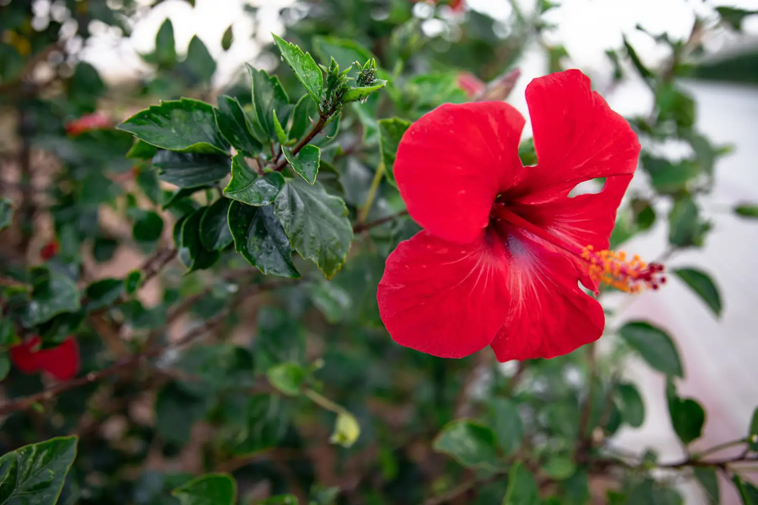 Hardy Hibiscus