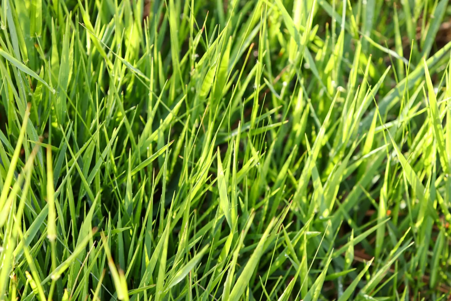Tall Fescue Grass