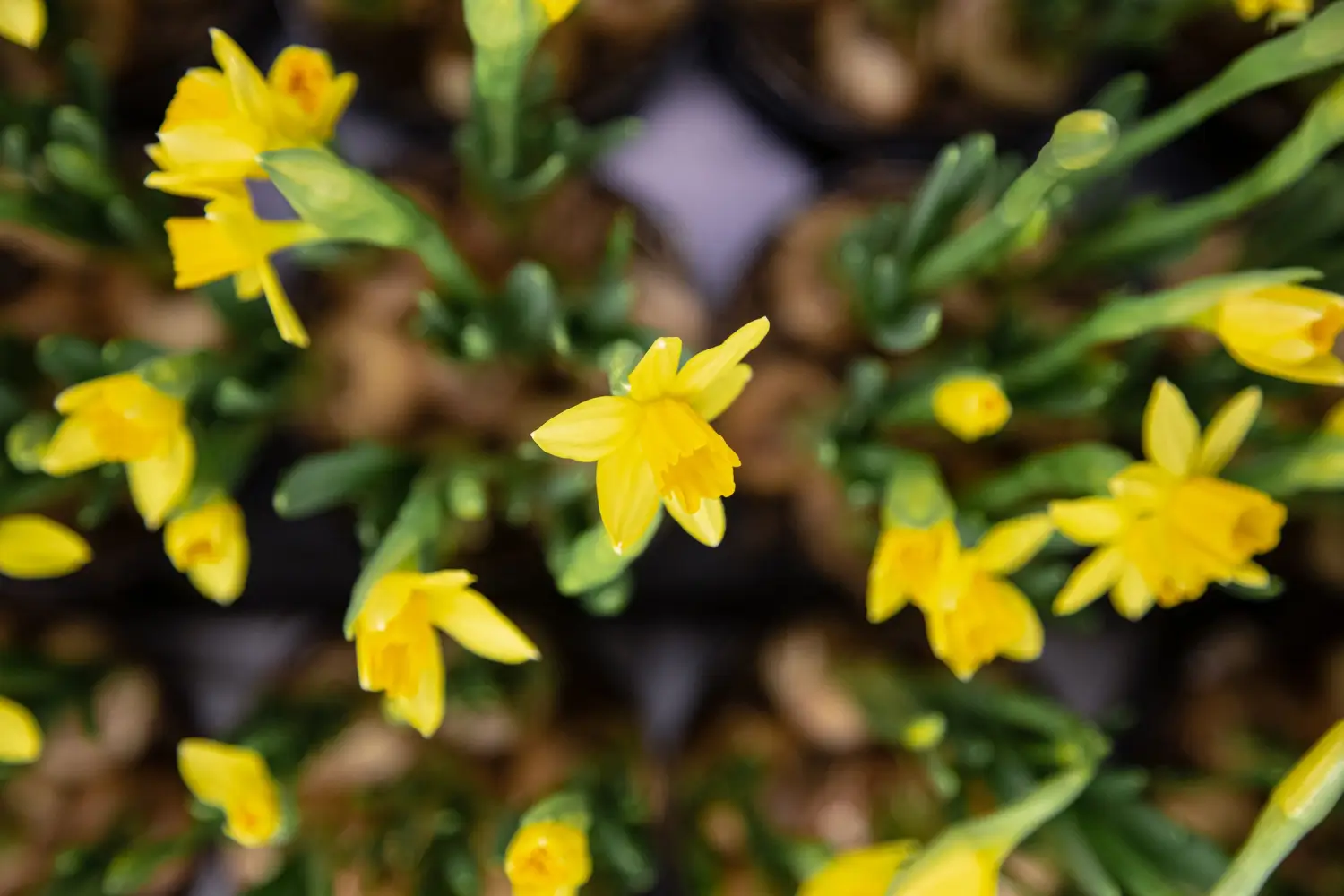 Daffodil