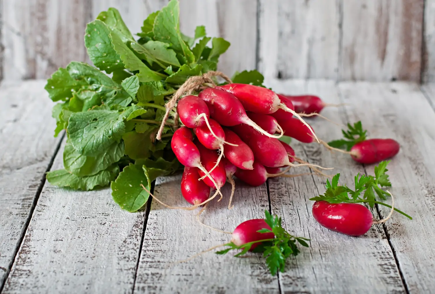 Radish