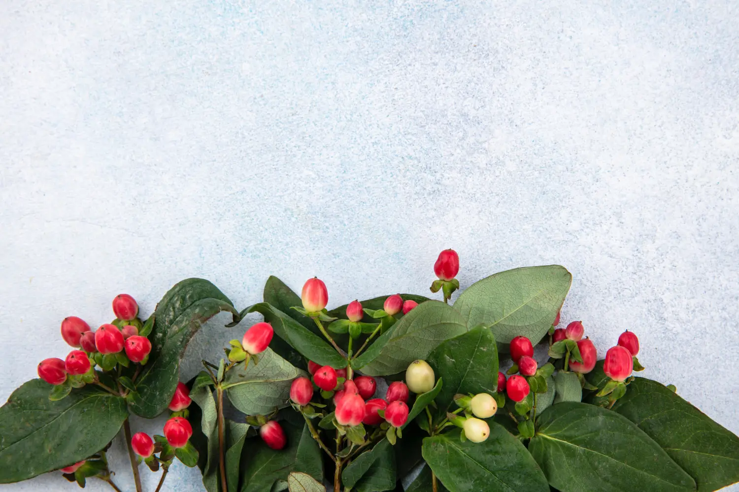 Yaupon holly