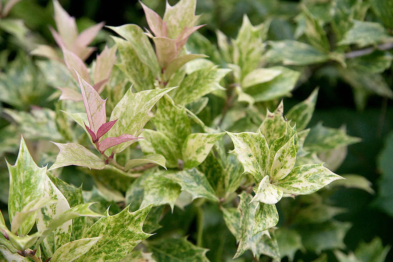 False Holly