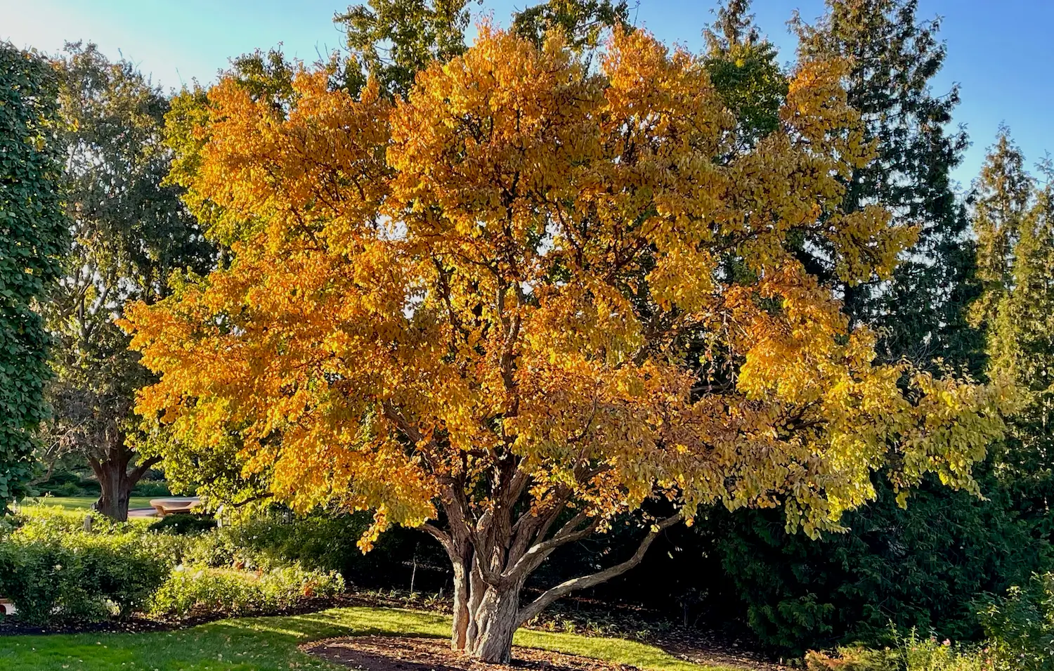 Katsura Tree