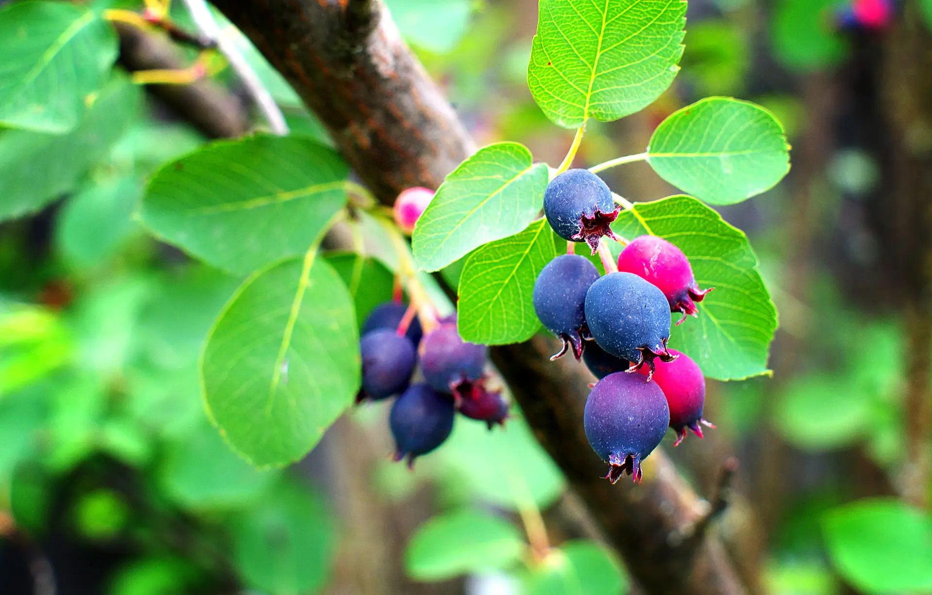 Saskatoon Serviceberry