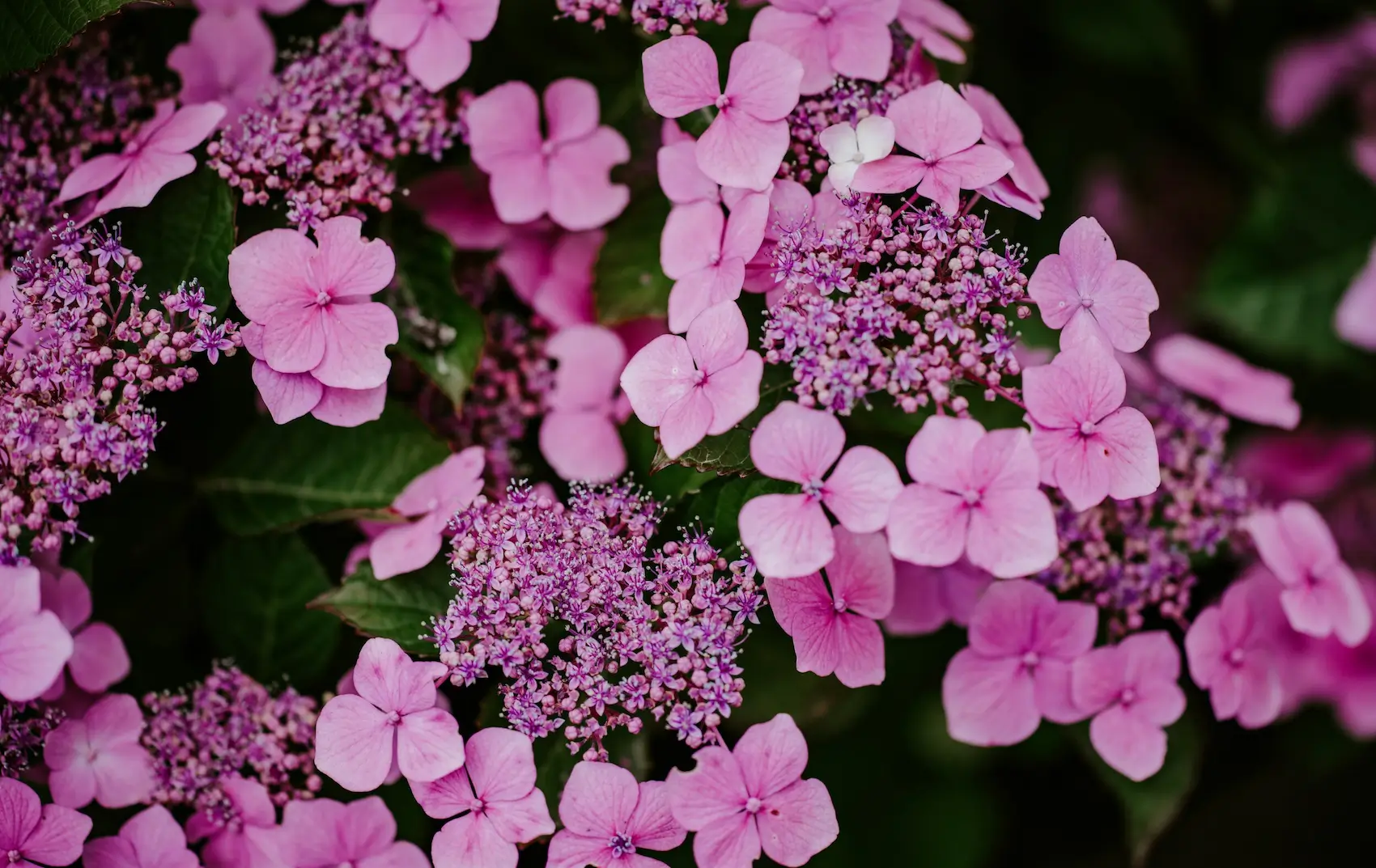 Lacecap Hydrangea