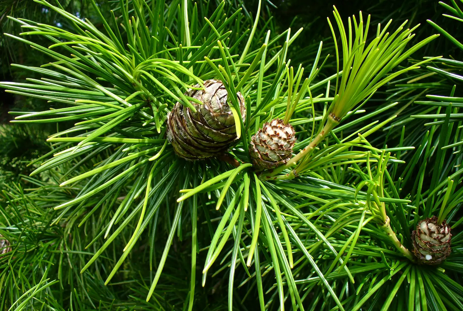 Umbrella Pine