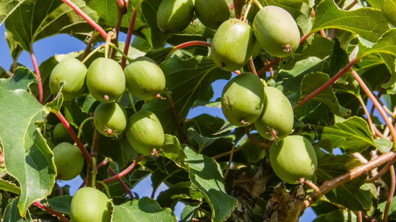 Hardy Kiwi