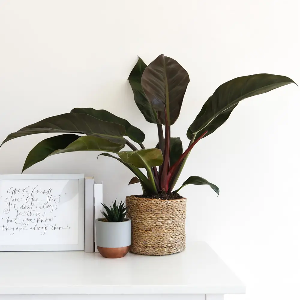 Imperial Red Philodendron