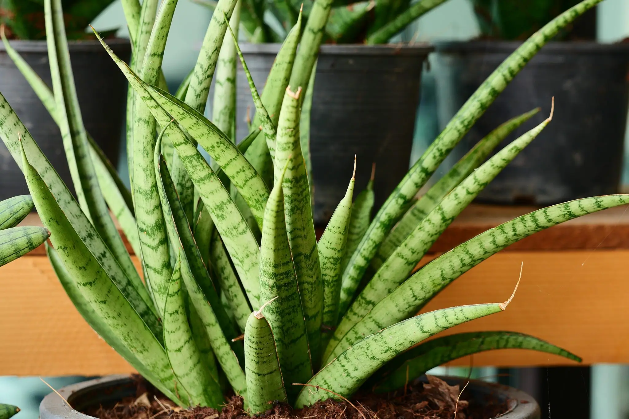 African Spear Plant