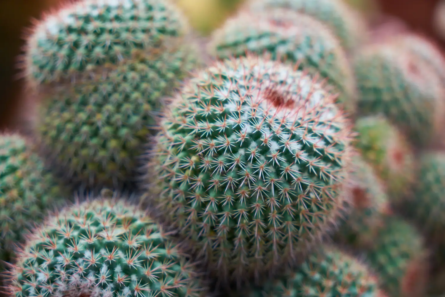 Ball Cactus