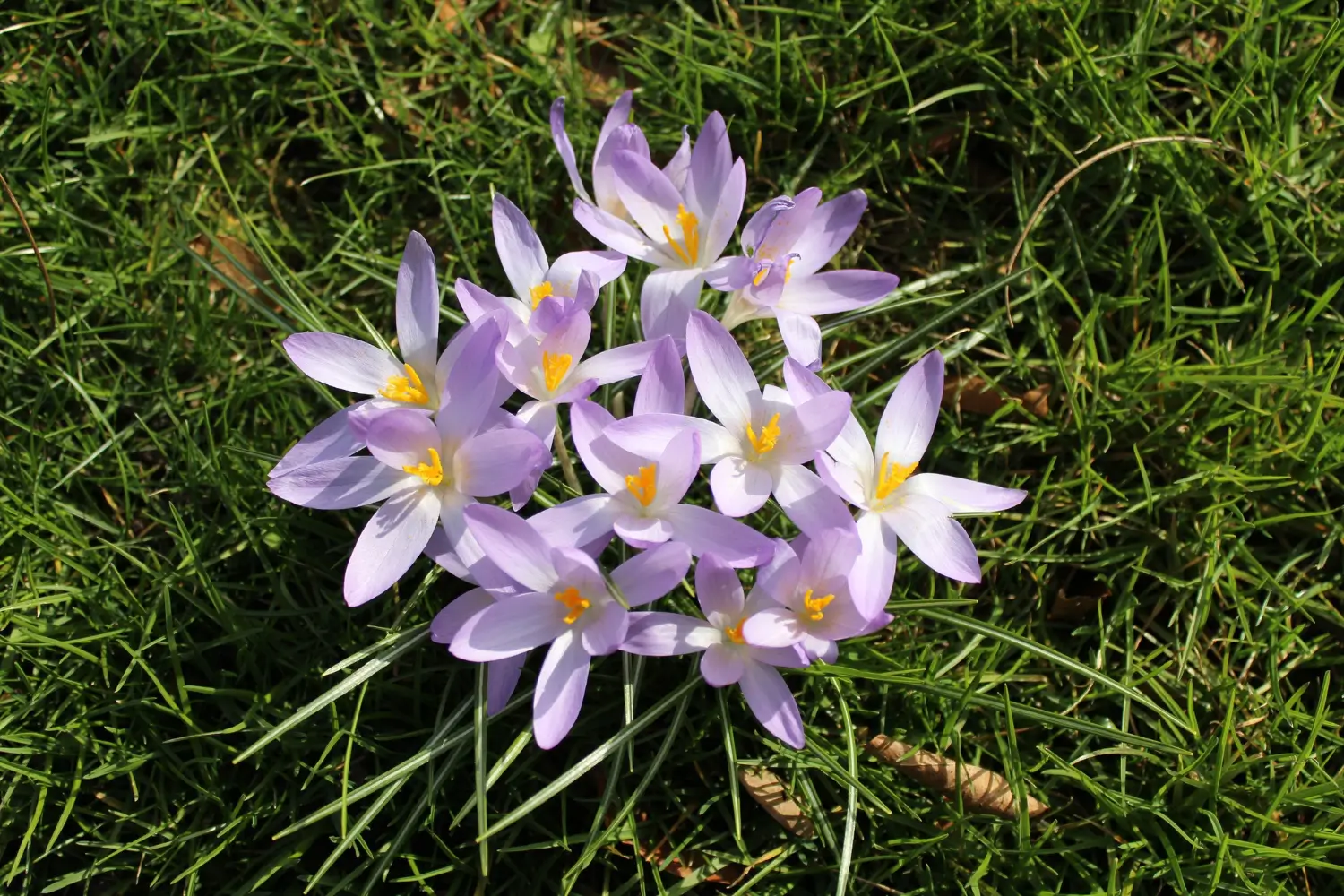 Rain Lily