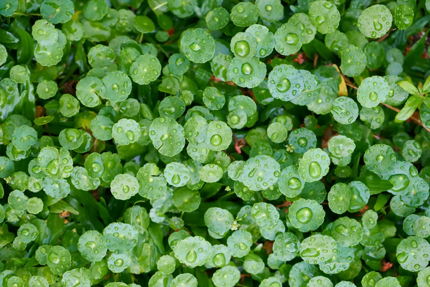 Watercress
