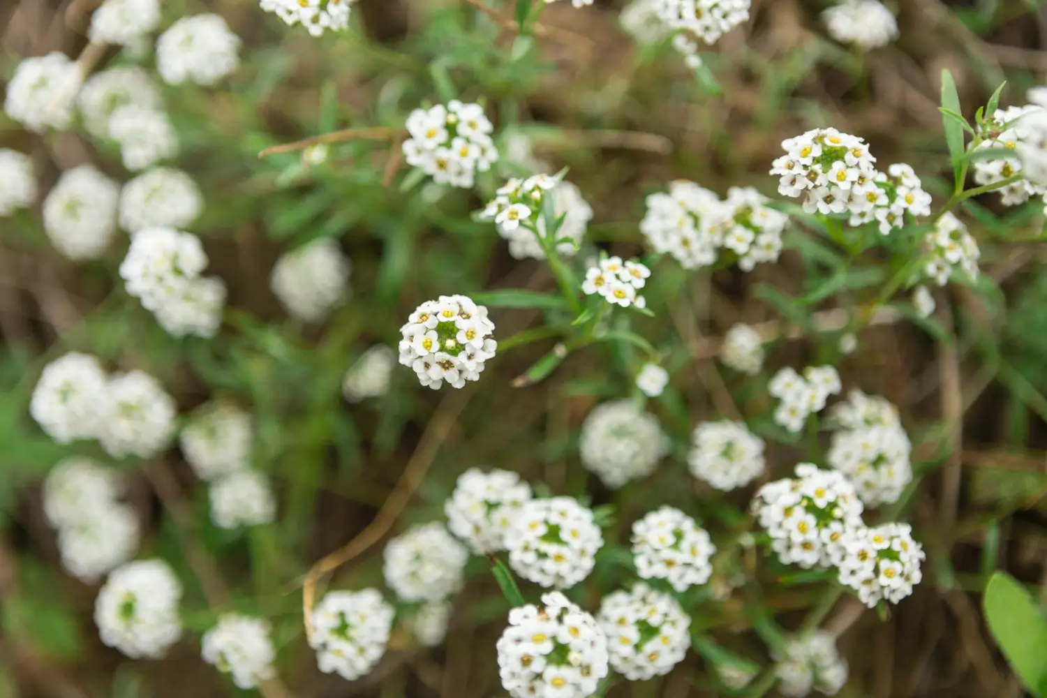 Yarrow