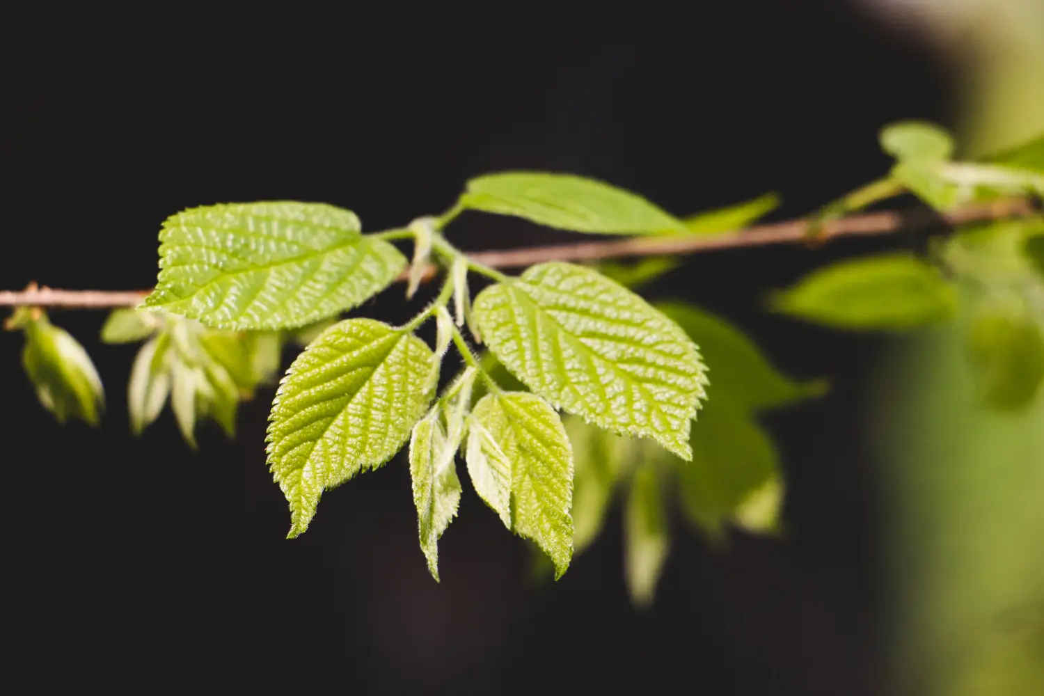 Elm
