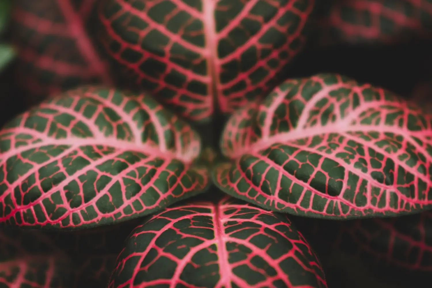 Caladium