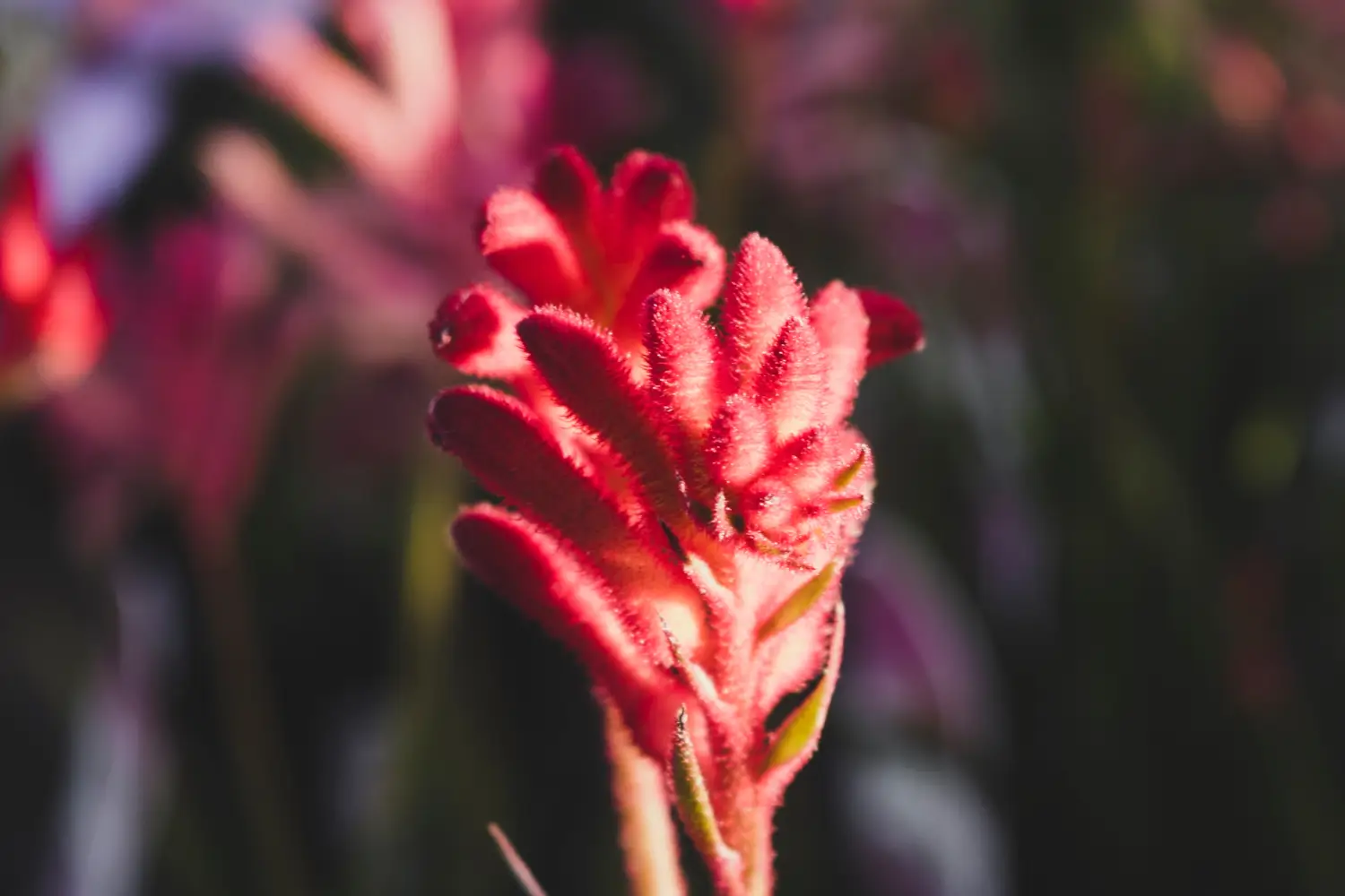 Kangaroo Paw