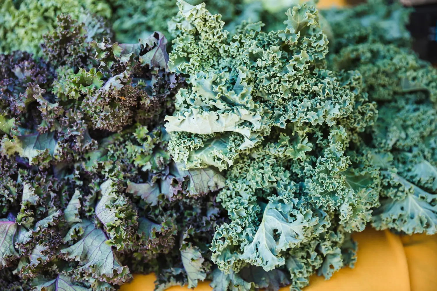 Kale