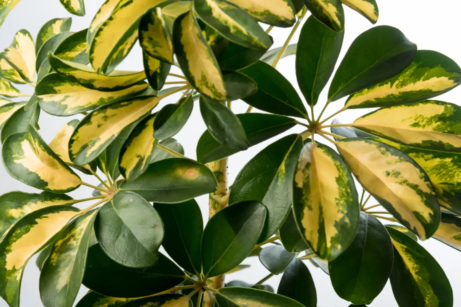 Variegated Fiddle Leaf Fig