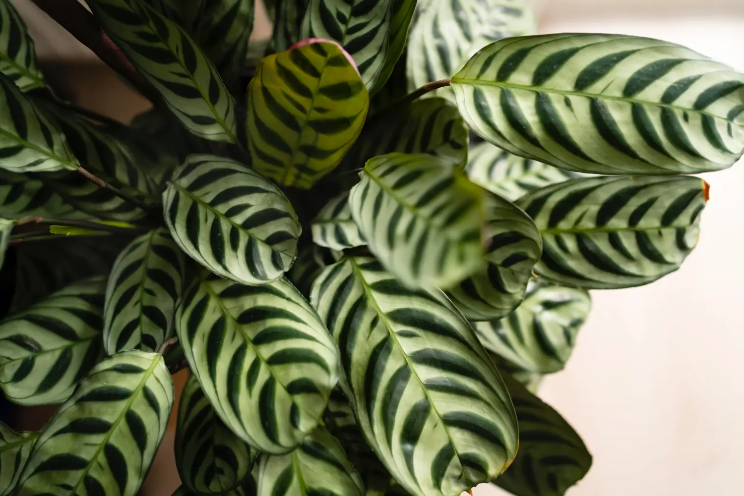 Calathea Fasciata