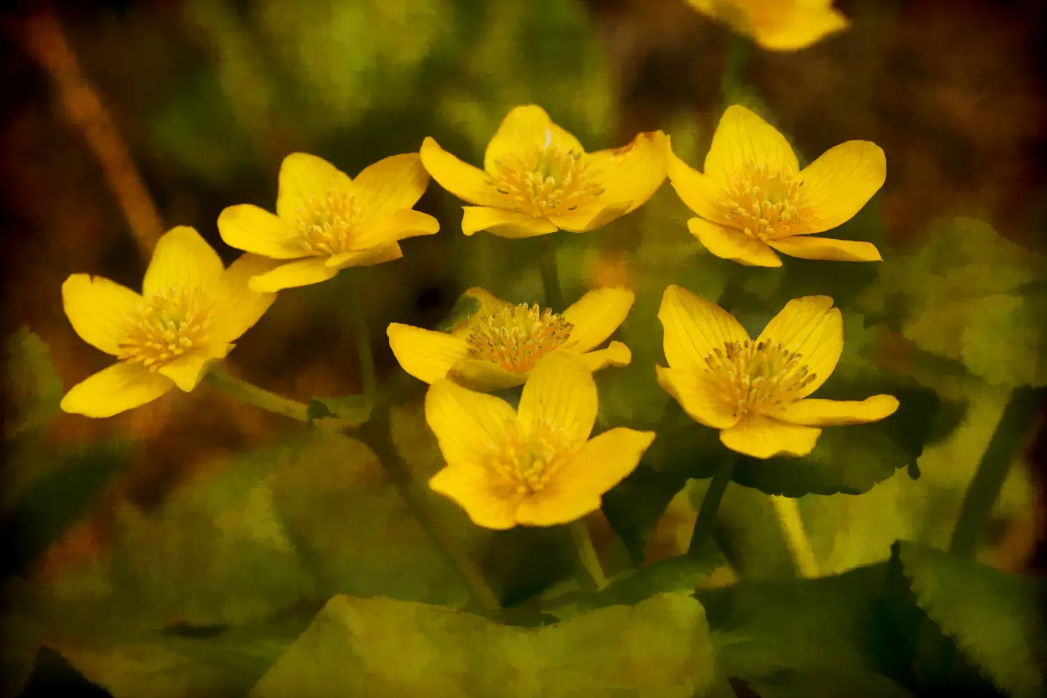 Sagebrush Buttercup