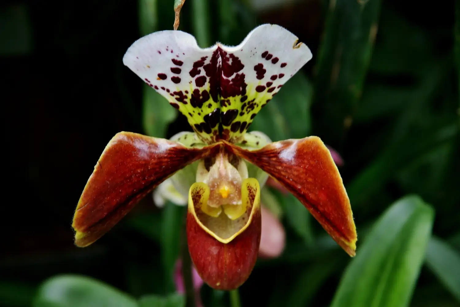 Lady Slipper Orchid