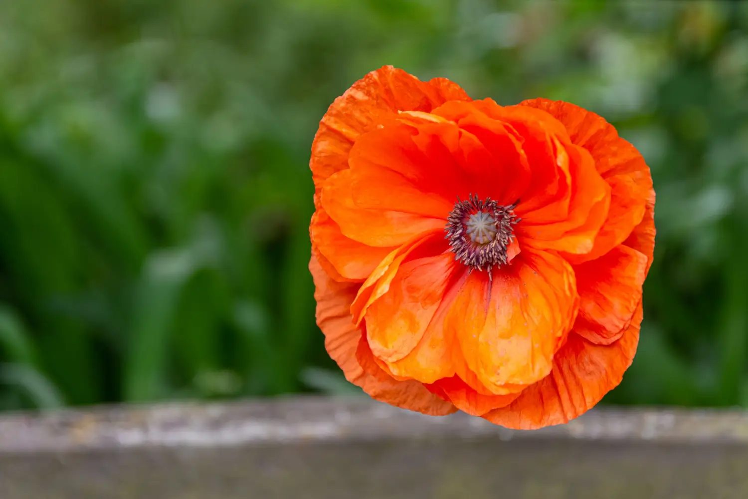 Iceland Poppy