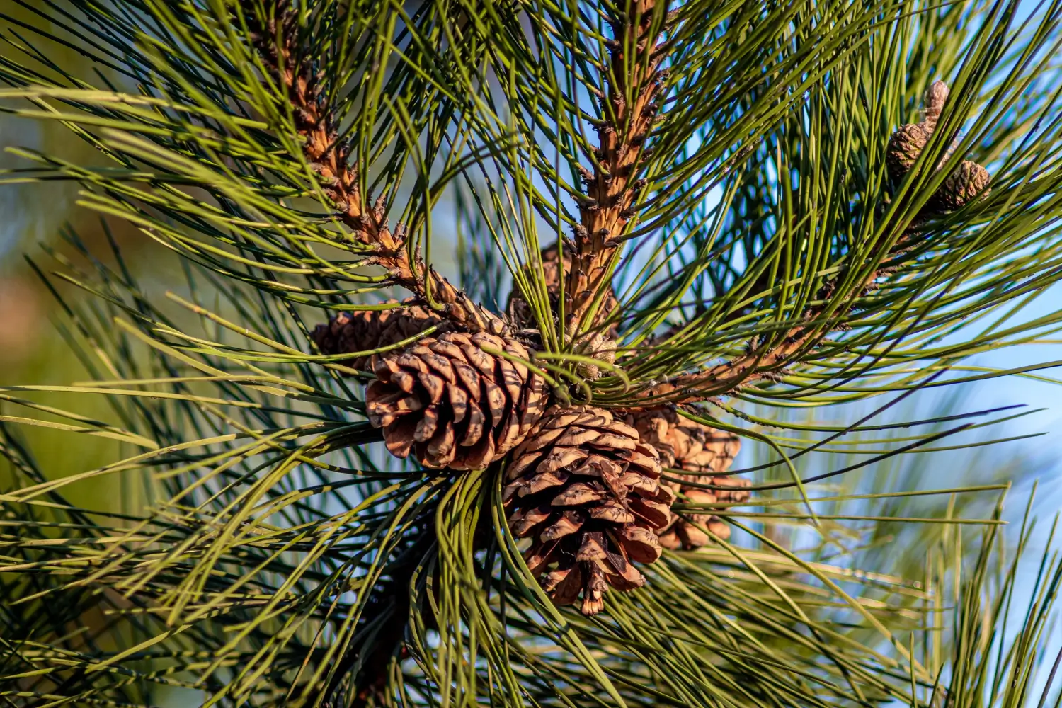 Jack Pine