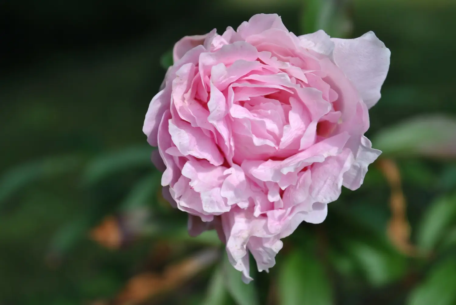 Queen Elizabeth Rose