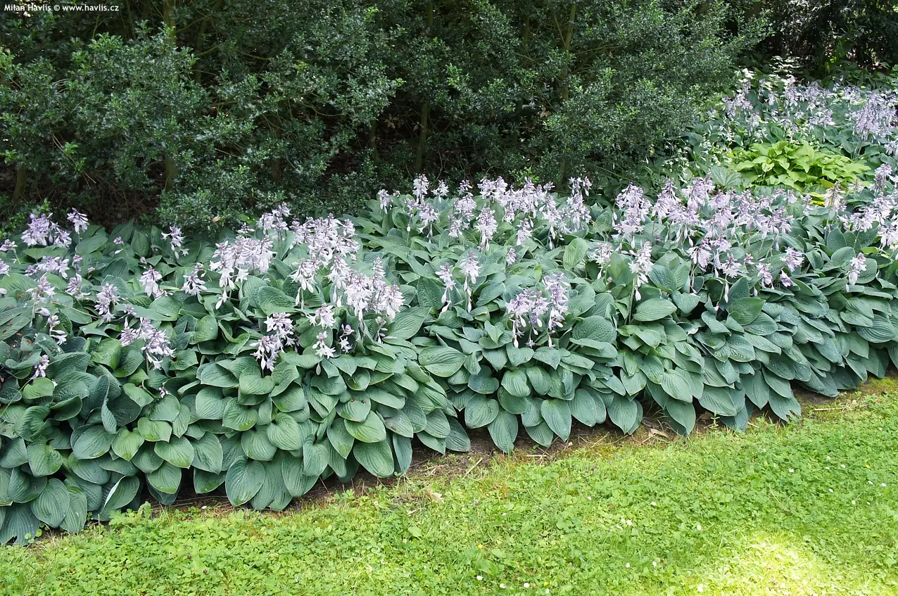 Halcyon Hosta