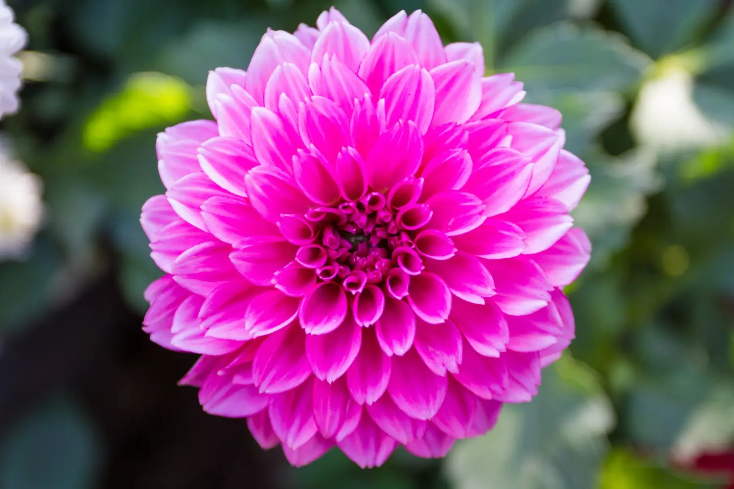 How to Grow and Care for Dahlias
